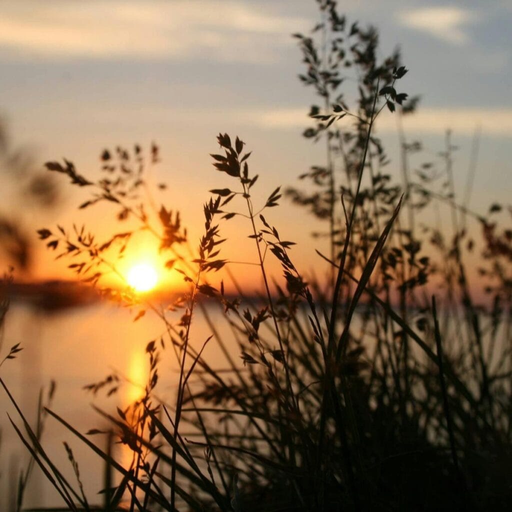 pexels-brittany-17733-87812-1200 Puesta de sol sobre el lago vista tras las plantas